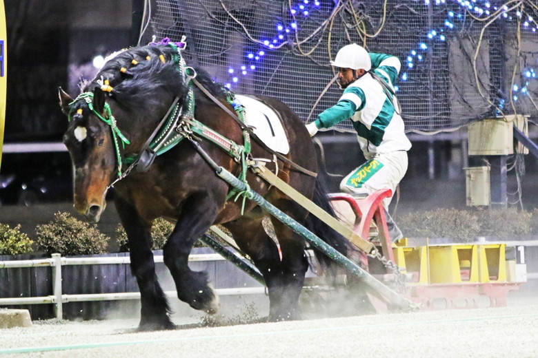 2月23日(祝月)帯広競馬第12競走を優勝したショウリノホシ(写真提供：帯広市)